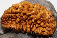 42mm One Mukhi